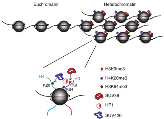 Figure 9. Constitutive heterochromatin model of establishment in somatic cells. 