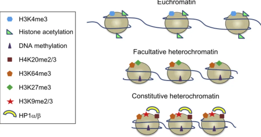 Figure 1.1 Histone posttranslational modifications and the two chromatin states.