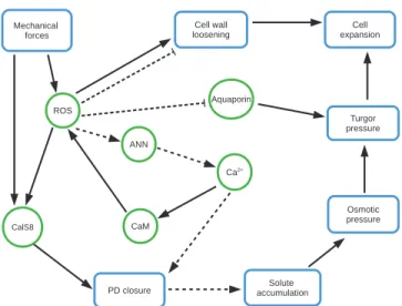 Fig. 2.  Network of interactions between biochemical, mechanical factors,  and processes that connect plasmodesmal permeability, turgor pressure,  and cell wall expansion