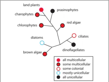 FIGURE 1 | The occurrence of multicellularity shown on a highly redacted and unrooted phylogenetic diagram of the major groups of photosynthetic eukaryotes