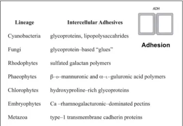 FIGURE 2 | The different adhesives utilized by the cell-to-cell adhesive (ADH) dynamic patterning module among some of the major multicellular lineages.