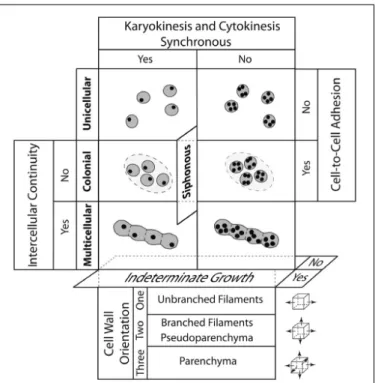 FIGURE 5 | A morphospace for the four major plant body plans shown in bold (unicellular, siphonous/coenocytic, colonial, and multicellular) resulting from the intersection of five developmental processes: (1) whether cytokinesis and karyokinesis are synchr