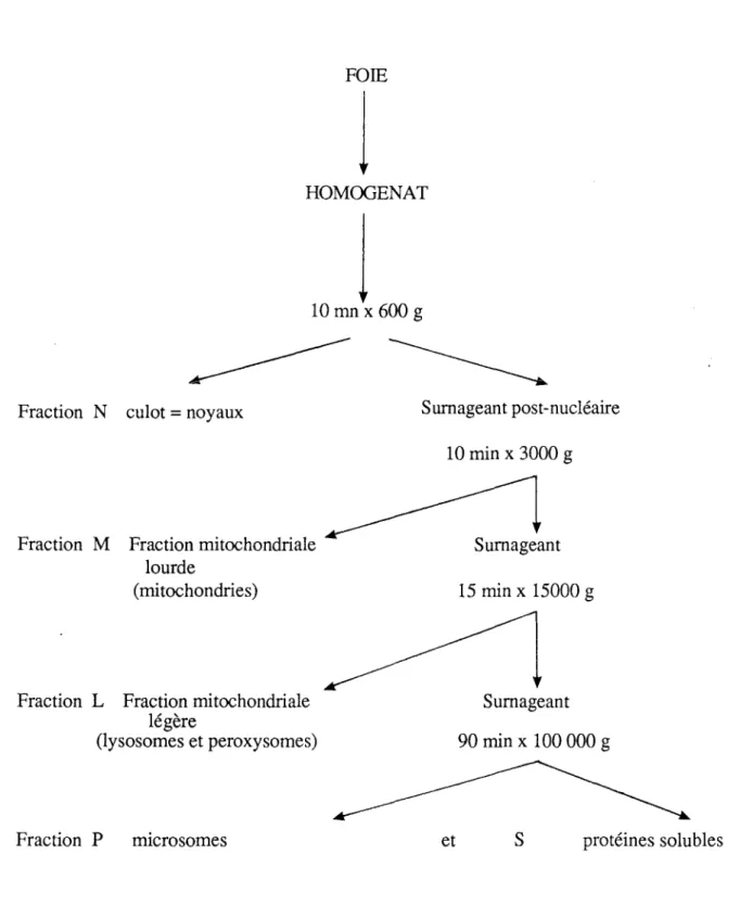 Figure 5 : Fractionnement cellulaire