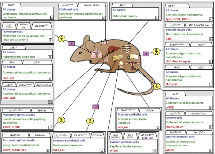 Figure 5: Tumorigenic phenotypes following Lkb1 targeting in mice. 