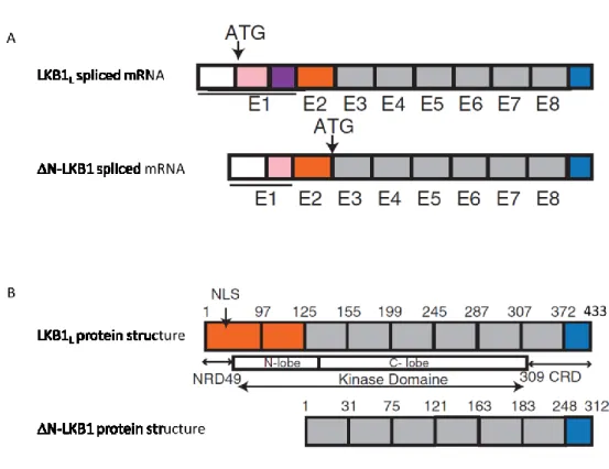 Figure 7: A novel LKB1 isoform generated by alternate splicing encodes a protein called N-LKB1  (A)  The  initiation  of  translation  of  the  N-LKB1  isoform  starts  in  exon  3