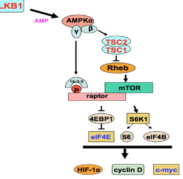 Figure 22: The LKB1/AMPK/mTORC1-dependent regulation of protein translation. 