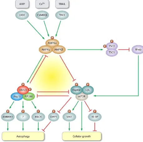 Figure 23: Fine adjustment of autophagy by the AMPK-mTORC1-Ulk1/2 kinase network 