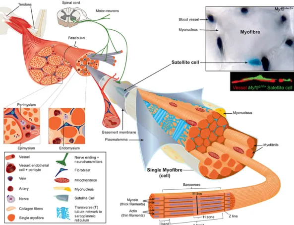 Figure 1. Scheme of skeletal muscle and associated structures. Skeletal muscles in  general are attached at each end to the bone via tendons