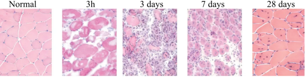 Figure 2. Regeneration of Tibialis anterior (TA) muscle after myotoxin injury. Three  hours after injury with the snake venom notexin, severe necrosis is apparent