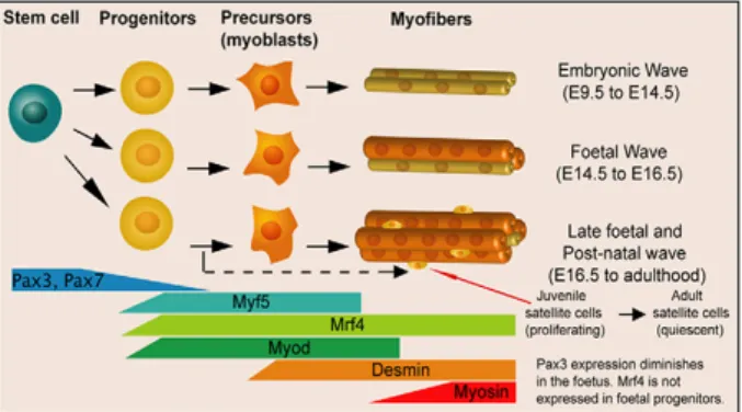 Figure 5. Expression of MRFs during  lineage  progression  of  myogenesis. 