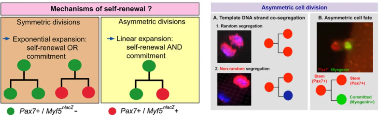 Figure 8. Proposed models for satellite cell self-renewal via asymmetric cell division
