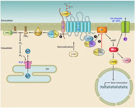 Figure  9.  Intracellular  mediated  signalling  of  calcitonin  receptor.  Binding  of  CGRP  ligand  to  the  CALCR/RAMP  receptor  can  activate  multiple  signalling  pathways