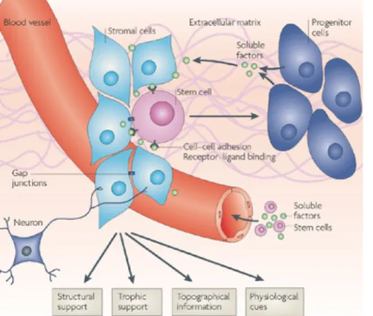 Figure  10.  Components  and  functions of stem cell niches. Scheme  depicting  a  hypothetical  niche  composite  that  all  together  provide  structure  and  trophic  support,  topographical  information  and  physiological cues to instruct stem cell  b