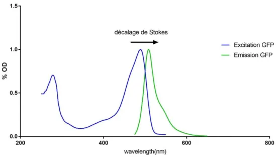 Fig 8. Schéma des longueurs d’onde de la GFP illustrant le décalage de Stokes 