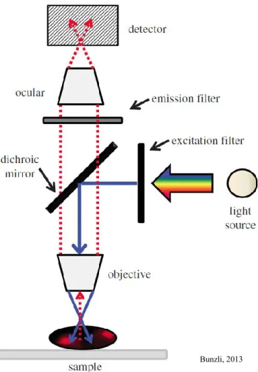 Fig 11. Principe de fonctionnement d’un microscope champs large  