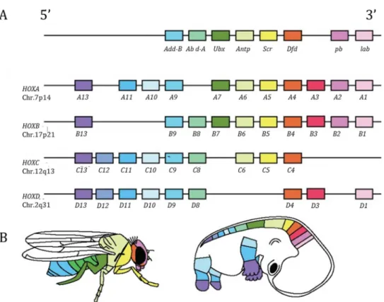Figure 3: Hox genes in fruit fly and human. A organization of the Hox cluster in the fruit fly Drosophila  melanogaster (upper panel) and the human Homo sapiens (four lower panels)