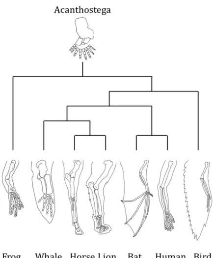 Figure  4:  Vertebrate  forelimbs  illustrating  the  homology  of  this  structure  despite  different  functions