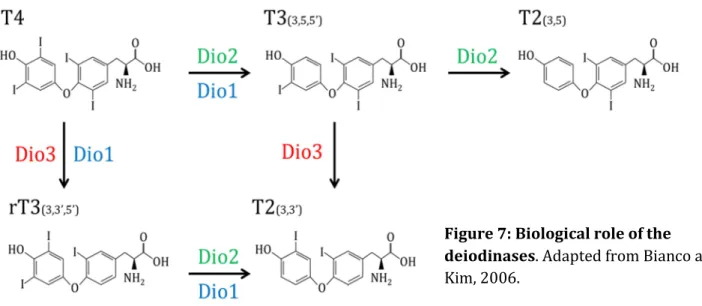 Figure 7: Biological role of the  deiodinases. Adapted from Bianco and  Kim, 2006.  