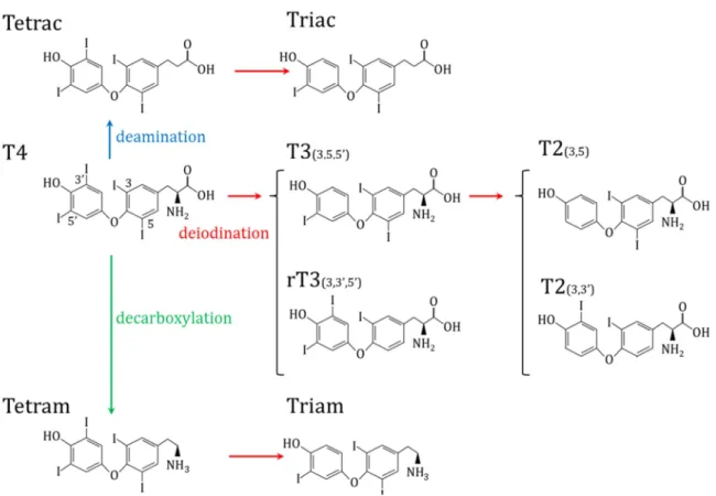 Figure 8: TH derivatives. Red arrows indicate deiodination, blue arrow  deamination and green arrow decarboxylation from T4