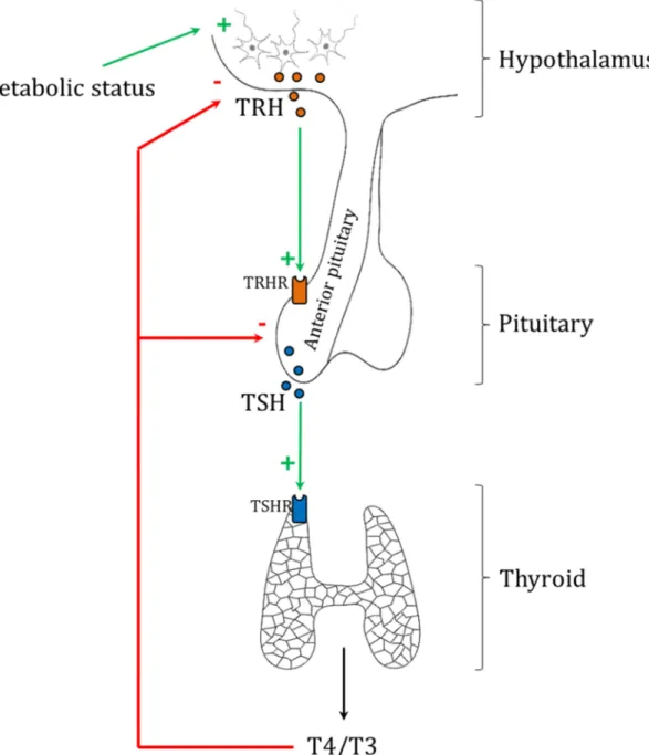 Figure  9:  Regulation  of  the  HPT  axis.  Environmental  clues  induce  the  release  of  TRH  by  the  hypothalamus