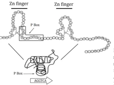 Figure 11: Detail of the DBD with the  secondary  and  three  dimensional  structure  of  the  DBD