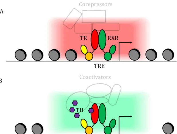 Figure 12: Principle of TR signaling. A. Repressive state: when no hormone is bound, the  TR  in  partnership  with  RXR  recruits  corepressors  that  close  the  chromatin  and  repress  target genes