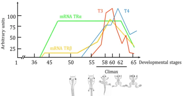 Figure 13: Expression of TRα and TRβ and level of T4 and T3 during the developpement of  Xenopus tropicalis