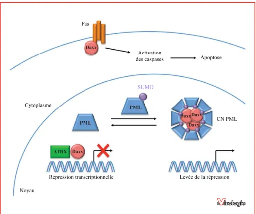 Figure 2. Principales localisations sub-cellulaires et fonctions des Daxx.