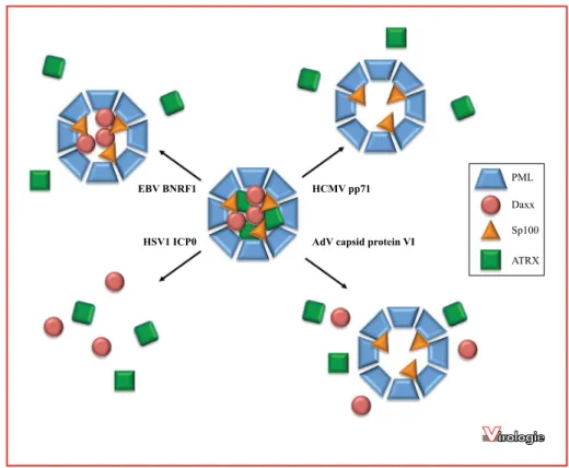 Figure 3. Désorganisation des CN PML par des protéines virales.