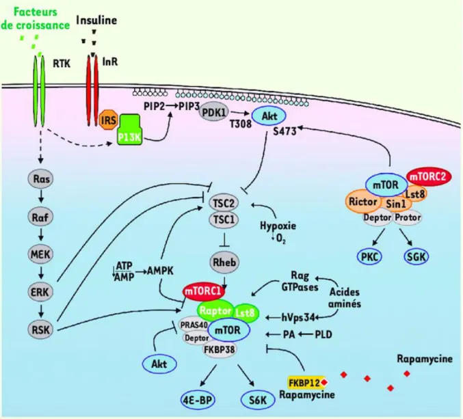 Figure 3 : Représentation schématique de la voie de transduction PI3K/AKT/mTOR  (d’après mTOR, the mammalian target of rapamycin, Med Sci, 2010 (37)) 
