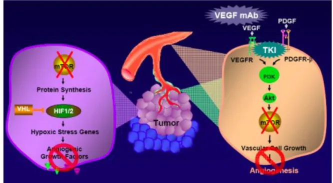 Figure 4 : Diminution de l’angiogenèse tumorale due à l’inhibition de mTOR (d’après  documentation Novartis référence GON-BK-0025-A) 