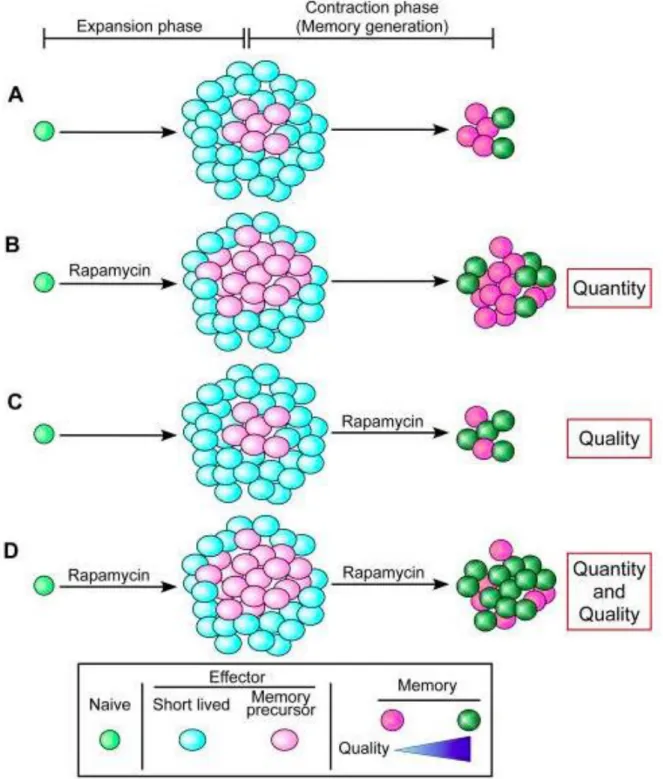 Figure 5 : Augmentation de la quantité et de la qualités de lymphocytes T CD8+ par la  rapamycine (d’après the role of mTOR in memory CD8+ T-cell differentiation(53)) 