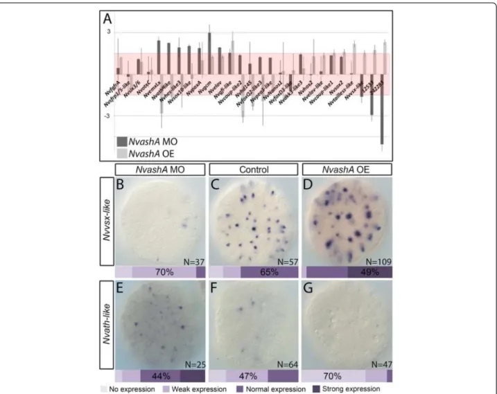 Fig. 8 NvashA regulates a subset of U0126-dependent salt-and-pepper expressed genes. a Relative fold change calculated from quantitative polymerase chain reaction analysis of triplicate injections of the NvashA morpholino (MO) versus a control MO (dark gra