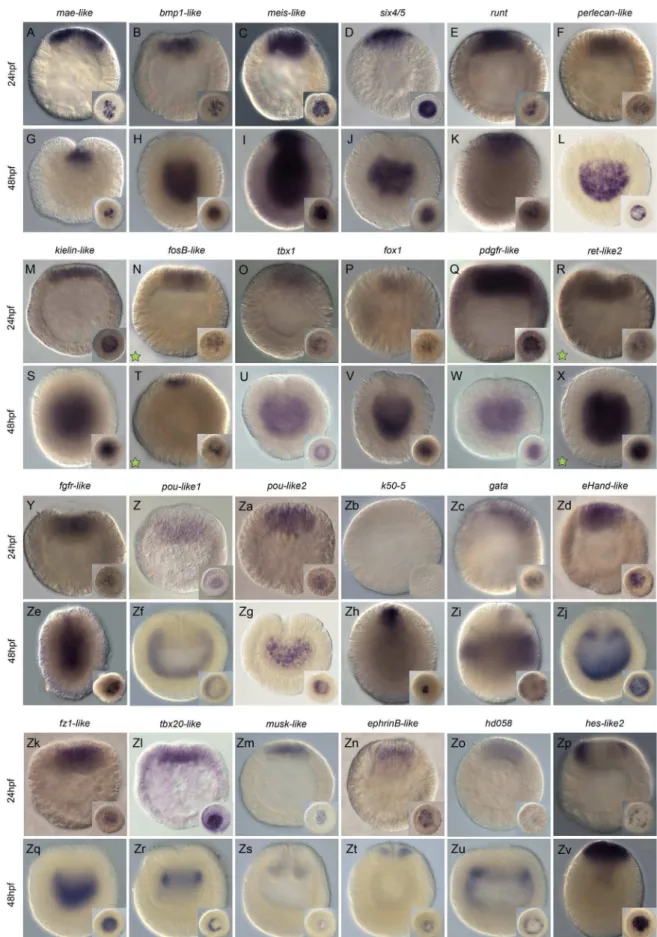 Fig. 2. MEK/ERK signaling targets expressed in the presumptive endomesoderm Wild-type endomesodermal gene expression analysis by in situ hybridization of genes di ﬀ erentially regulated by U0126 treatments