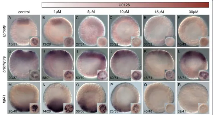 Table S1). However, at a concentration of 15 μM, both Nvfgfa1 and Nvsprouty were undetectable in  U0126-treated animals (Fig