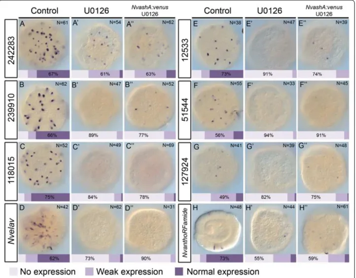 Fig. 4 NvashA is insufficient to rescue neuronal loss resulting from U0126 treatment. mRNA in situ expression of each gene is indicated in control embryos raised in 1/3× artificial seawater (ASW) with 0.1 % dimethyl sulfoxide (DMSO) (A – H), compared to em