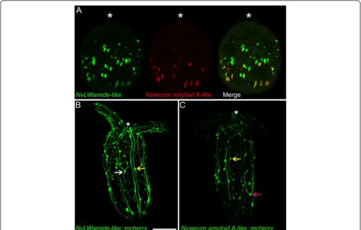 Fig. 5 NvashA regulates multiple neuronal subtypes. Shown are three-dimensional projections of two juvenile polyps shown with the oral side towards the top of the image