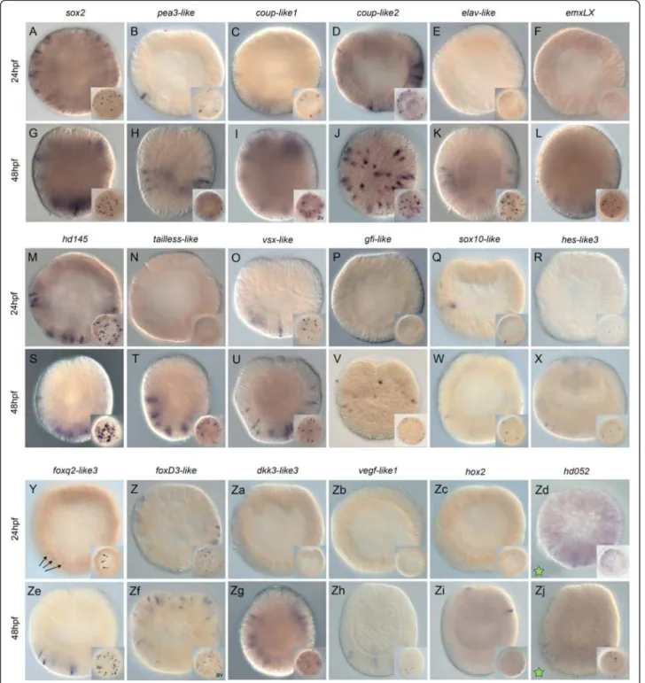 Fig. 6 U0126 targets expressed in individual cells throughout the ectoderm. Wild type salt-and-pepper gene expression analysis by in situ hybridization of genes differentially regulated by U0126 treatments