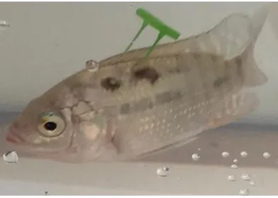 Figure 6.  Nile  tilapia Oreochromis niloticus tagged with external coloured tags. © C
