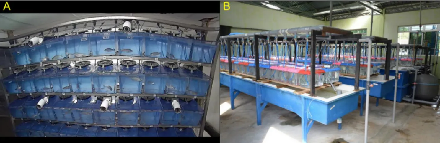 Figure 7. Two individual rearing setups. A) A system of aquaria for European sea bass Dicentrarchus labrax at  the  Ifremer  Experimental  Aquaculture  Research  Station  (Palavas-les-Flots,  France)