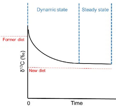 Figure 8. Illustration of the change in carbon stable isotope values within an animal tissue following a diet change