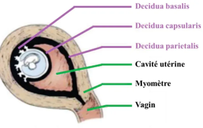 Figure 6. Coupe sagittale schématique d'un utérus en début de gestation. 