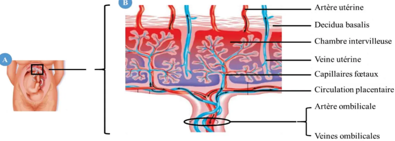 Figure 13. Organisation de la circulation sanguine de la placentation humaine hémochoriale