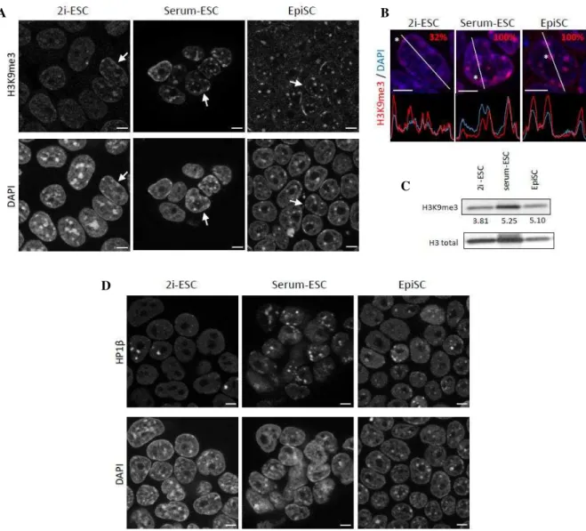 Figure 45: H3K9me3-HP1β landscape in the different types of mouse pluripotent stem cells 