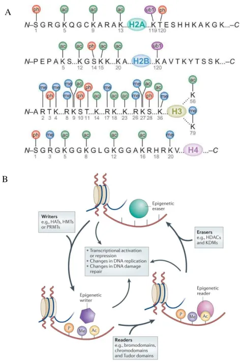 Figure  6:  Histone  code  and  chromatin  modifiers:  Writers,  Erasers  and  Readers  (From  Advanced  BioDesign  and Falkenberg and Johnstone, 2014)  