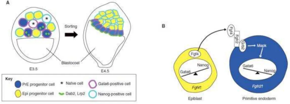 Figure 16: Epiblast vs. Primitive endoderm specification in early- to late-blastocyst stage (From  Takaoka  and Hamada, 2012) 