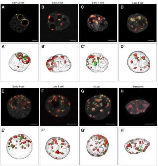 Figure 29: Organization of major and minor satellite sequences during early embryo development (From  Aguirre-Lavin et al., 2012)