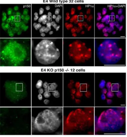 Figure 30: Comparison between DAPI and HP1α distribution in wild-type and p150 -/- mouse E4 embryos  (From Houlard et al., 2006) 