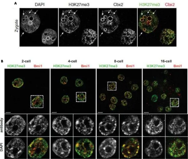 Figure  34:  H3K27me3  nuclear  distribution  during  early  stages  of  mouse  embryo  development  (From  Puschendorf et al., 2008) 