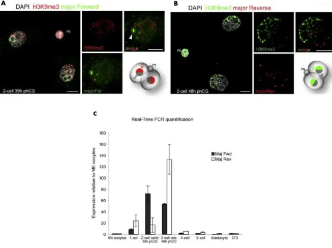 Figure 35: Major satellite repeat transcripts during pre-implantation mouse embryo development (From  Probst et al., 2010)